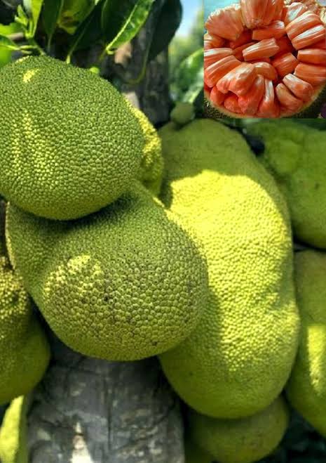 Sindhura Jackfruit Plants — Jackfruit sapling available at Agro Nursery Garden